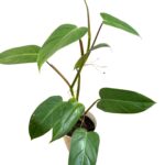 Philodendron