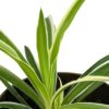 spider plant