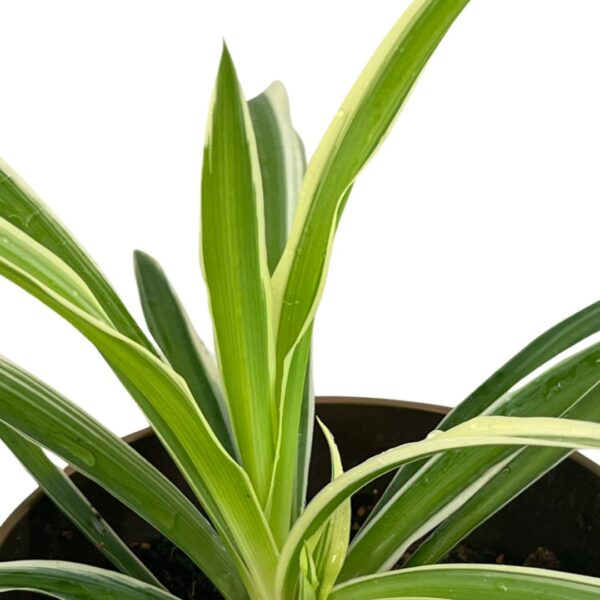 spider plant