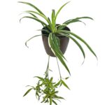spider plant