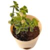 trailing jade