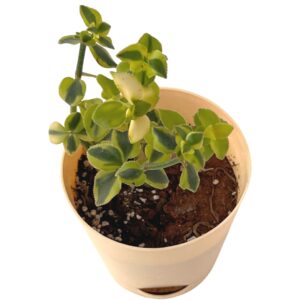 trailing jade