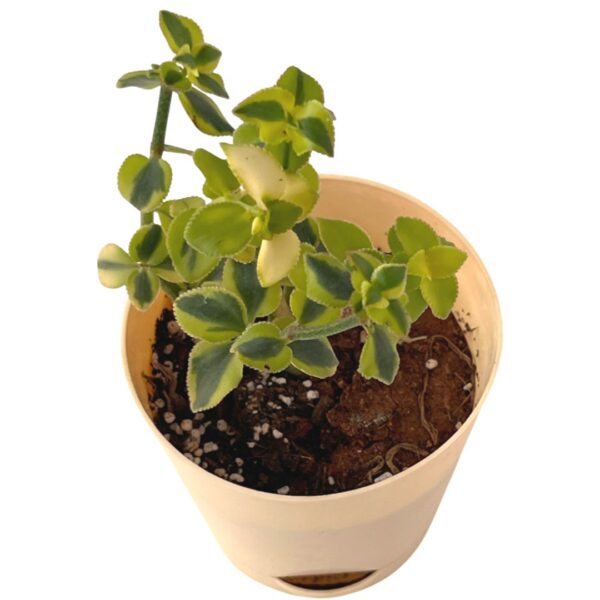 trailing jade