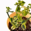 trailing jade