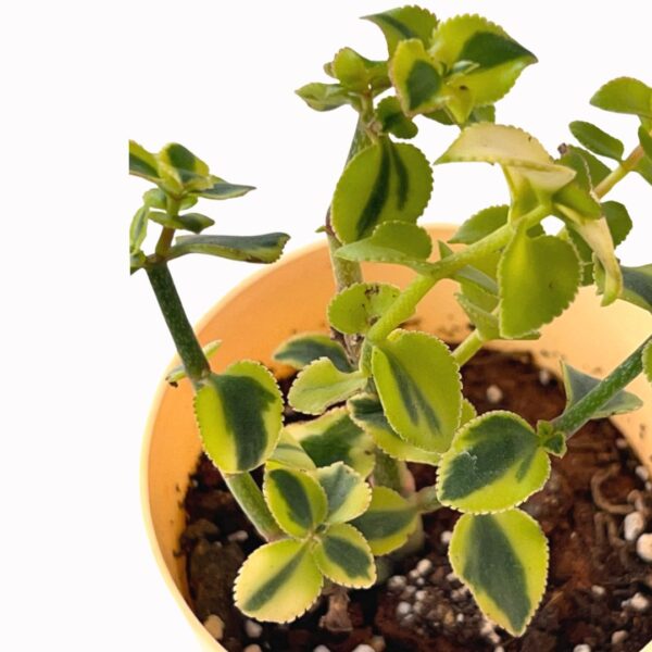 trailing jade
