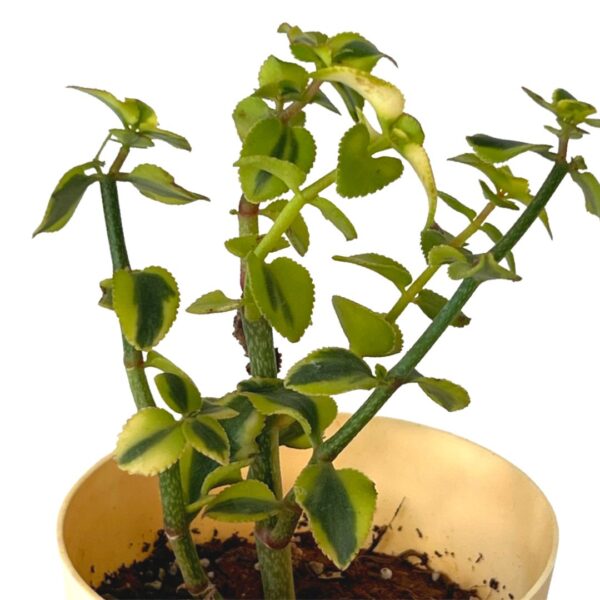 trailing jade