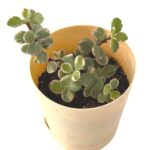 varigated jade