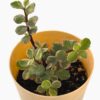 varigated jade