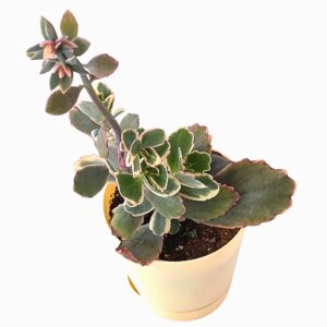 variegated kalanchoe