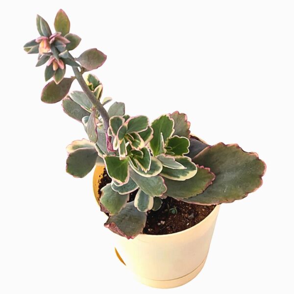 variegated kalanchoe