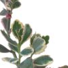 variegated kalanchoe