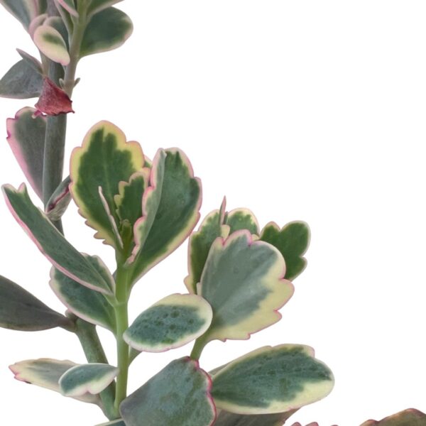 variegated kalanchoe