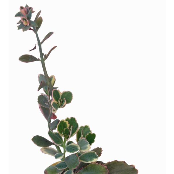 variegated kalanchoe
