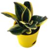 snake plant