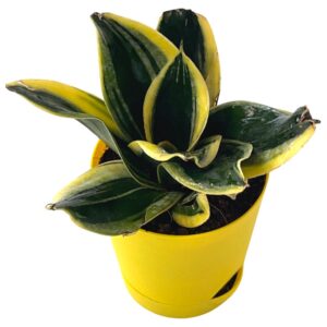 snake plant