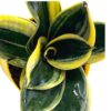 snake plant