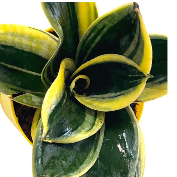 snake plant