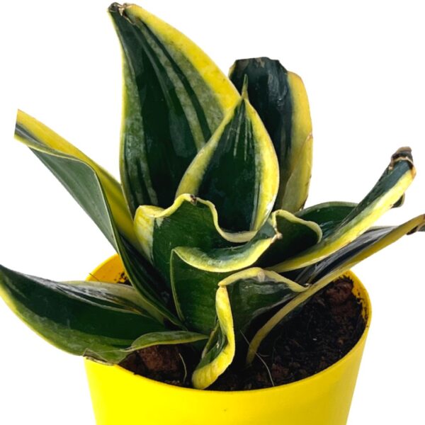 snake plant