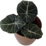 black velvet alocasia