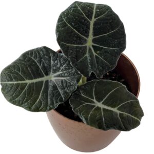 black velvet alocasia
