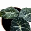 black velvet alocasia