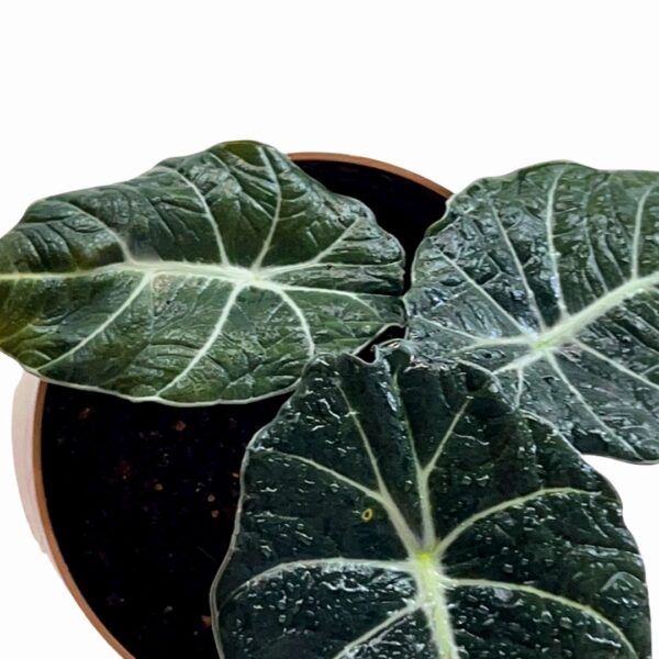black velvet alocasia