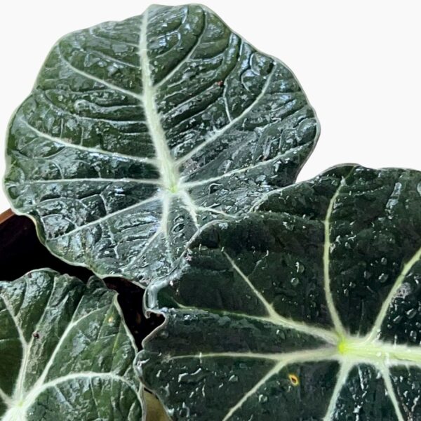black velvet alocasia