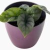silver alocasia