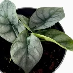 silver alocasia