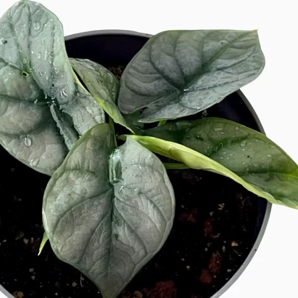 silver alocasia