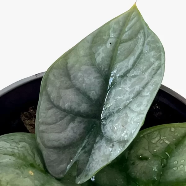silver alocasia
