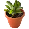 Mother of millions