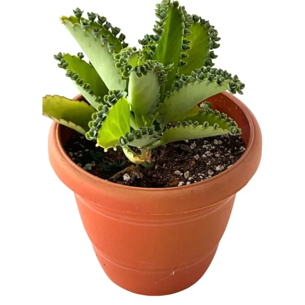 Mother of millions