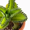 Mother of millions