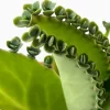 Mother of millions
