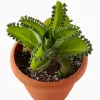 Mother of millions