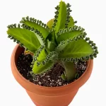 Mother of millions