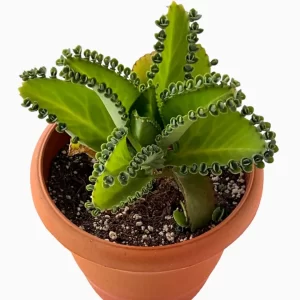 Mother of millions