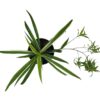 spider plant