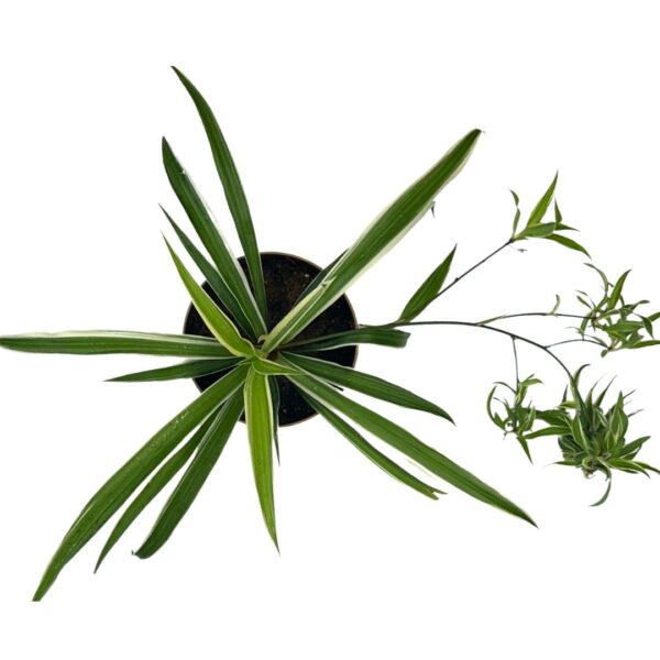 spider plant