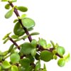 jade
