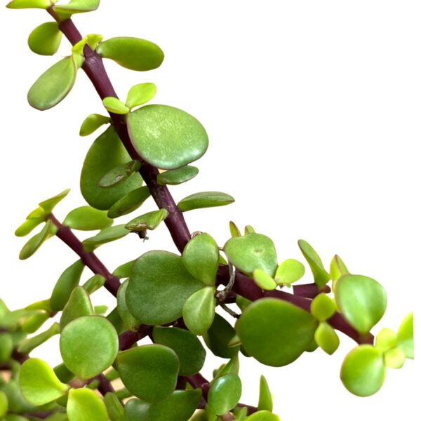 jade