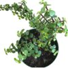 jade