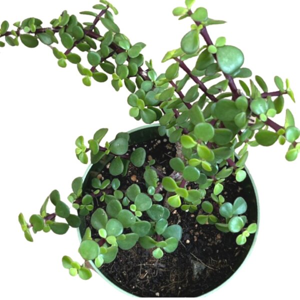 jade