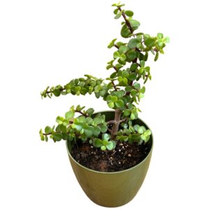 jade