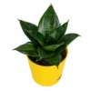 snake plant