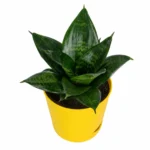 snake plant