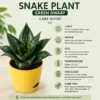snake plant