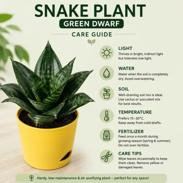 snake plant