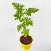 Odomos Plant
